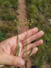 Bupleurum bicaule