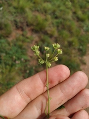 Bupleurum bicaule