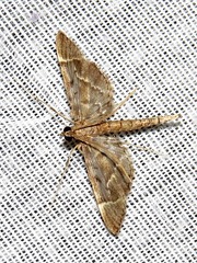 Duponchelia lanceolalis