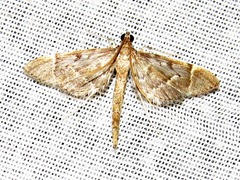 Duponchelia lanceolalis