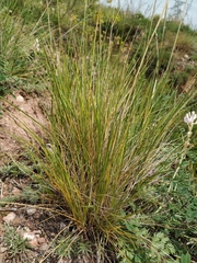Pseudoroegneria geniculata