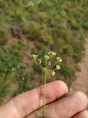 Bupleurum bicaule