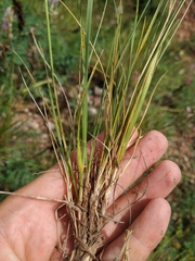 Pseudoroegneria geniculata