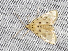 Calamoschoena stictalis