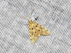 Calamoschoena stictalis