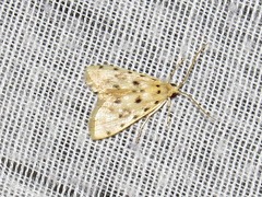 Calamoschoena stictalis