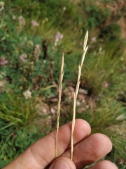 Pseudoroegneria geniculata