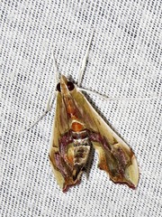 Agathodes musivalis