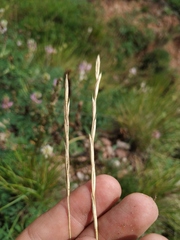 Pseudoroegneria geniculata