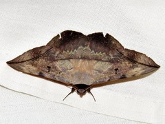 Hypopyra capensis