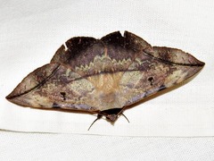 Hypopyra capensis