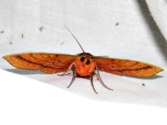 Hypopyra capensis