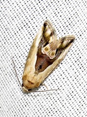 Lithacodia caffristis