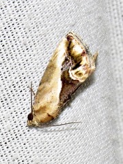 Lithacodia caffristis