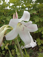 Crinum zeylanicum