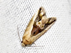 Lithacodia caffristis