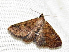 Cerynea thermesialis