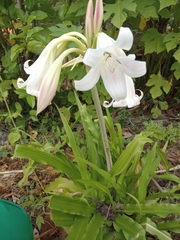 Crinum zeylanicum
