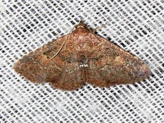 Cerynea thermesialis