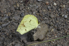 Abaeis xantochlora xantochlora