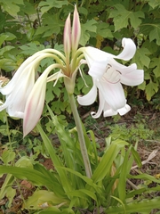 Crinum zeylanicum