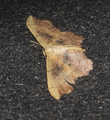 Idaea emarginata
