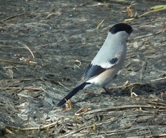 Pyrrhula pyrrhula cassinii