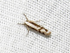 Crambus attis