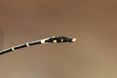 Austrogomphus prasinus