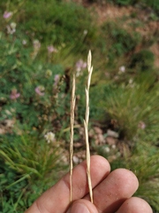 Pseudoroegneria geniculata