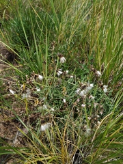 Crepidifolium tenuifolium
