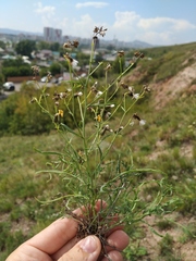 Crepidifolium tenuifolium