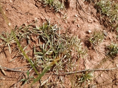 Convolvulus ammannii