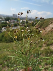 Crepidifolium tenuifolium