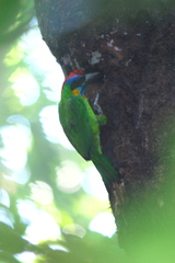 Psilopogon rafflesii