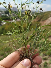 Crepidifolium tenuifolium