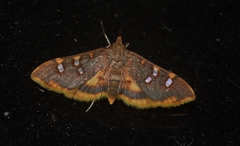 Prophantis