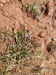 Convolvulus ammannii