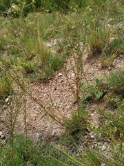 Artemisia