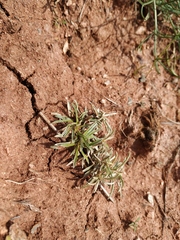 Convolvulus ammannii