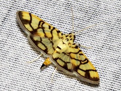 Pardomima distortana
