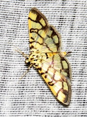 Pardomima distortana