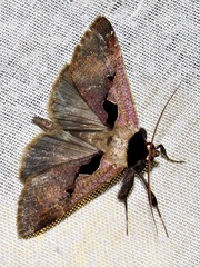 Anoba atriplaga