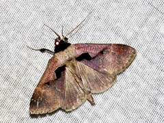 Anoba atriplaga