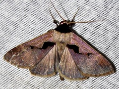 Anoba atriplaga