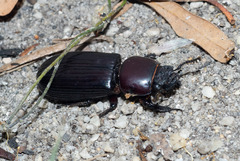 Pharochilus rugiceps