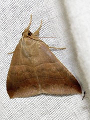 Achaea indeterminata