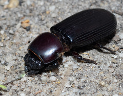 Pharochilus rugiceps