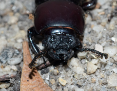 Pharochilus rugiceps