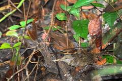 Pellorneum capistratum